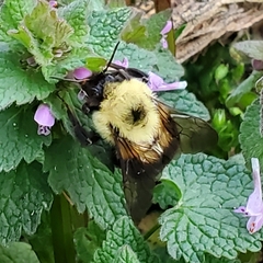 Bombus bimaculatus