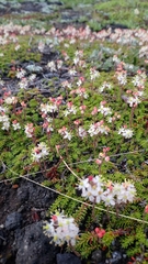 Bryanthus gmelinii
