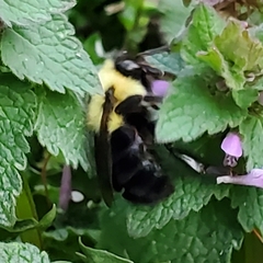 Bombus bimaculatus