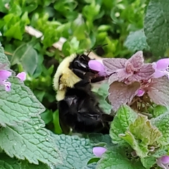 Bombus bimaculatus