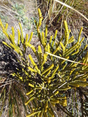 Veronica lycopodioides