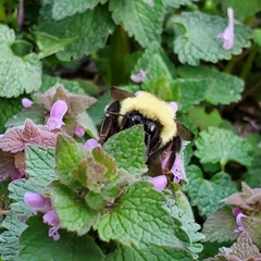 Bombus bimaculatus