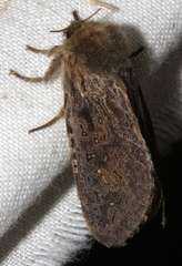 Oncopera rufobrunnea