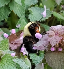 Bombus bimaculatus