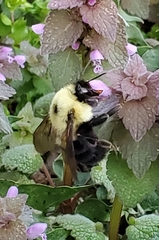 Bombus bimaculatus