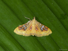 Sameodes pictalis