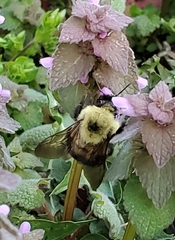 Bombus bimaculatus