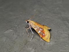 Sameodes pictalis