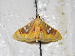 Sameodes pictalis