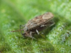 Teleonemia scrupulosa