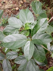 Premna oblongifolia