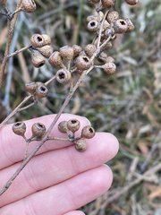 Eucalyptus racemosa