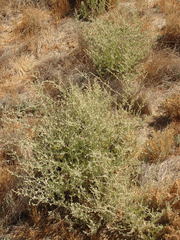 Atriplex argentea expansa