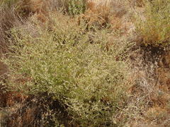 Atriplex argentea expansa