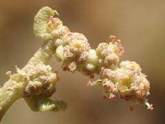 Atriplex argentea expansa