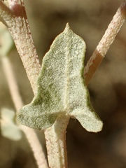 Atriplex argentea expansa