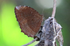Elymnias hypermnestra beatrice
