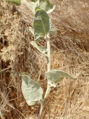 Atriplex argentea expansa