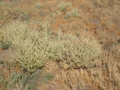 Atriplex argentea expansa