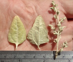 Atriplex argentea expansa