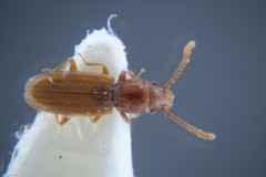 Cryptolestes duplicatus
