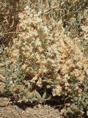 Cuscuta salina