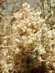 Cuscuta salina