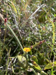 Bossiaea ensata