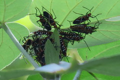 Dysdercus decussatus