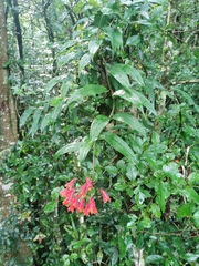 Bomarea acutifolia, photograph (c) Juan Carlos Pérez Magaña, some rights reserved (CC BY-SA)