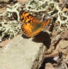 Phyciodes pallida