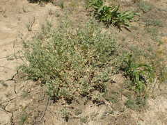 Atriplex argentea expansa
