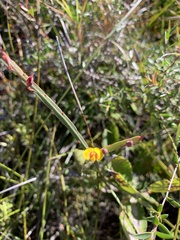 Bossiaea ensata