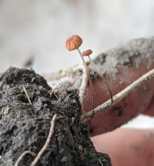 Marasmius siccus