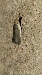 Inga cretacea