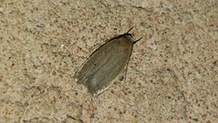 Inga cretacea