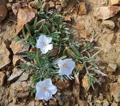 Convolvulus ammannii