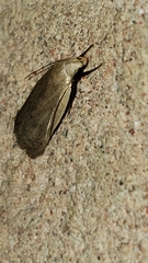 Inga cretacea