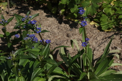 Gentiana dahurica