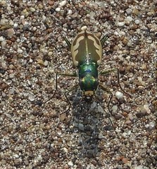 Cicindela theatina