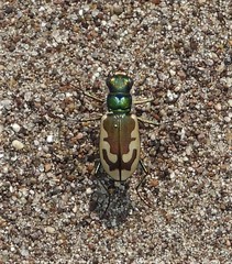 Cicindela theatina