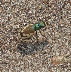 Cicindela theatina