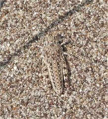 Trimerotropis agrestis