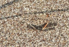 Trimerotropis agrestis