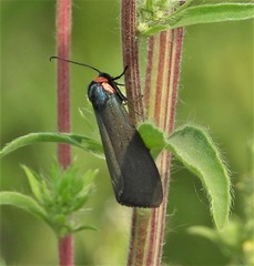 Pygoctenucha terminalis