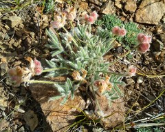 Oxytropis pumila