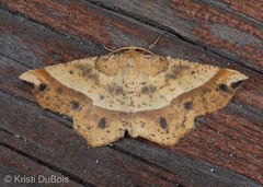 Euchlaena tigrinaria