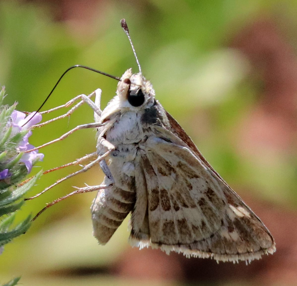 Yvretta carus