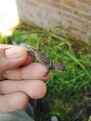Sceloporus torquatus