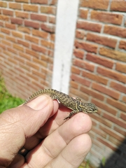 Sceloporus torquatus